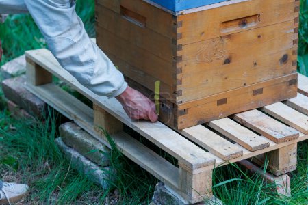 Téléchargez les photos : Un apiculteur travaille avec des rayons de miel sur une boîte d'abeilles de taille Zander - en image libre de droit