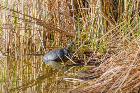 Photo for A red-cheeked slider turtle in the murky water of a pond with reed growth - Royalty Free Image