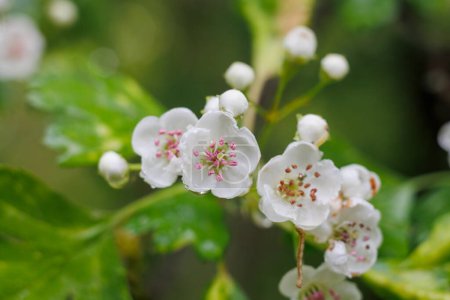 Foto de The flower of a hawthorn in close-up with shallow depth of field and soft out of focus background with bokeh - Imagen libre de derechos