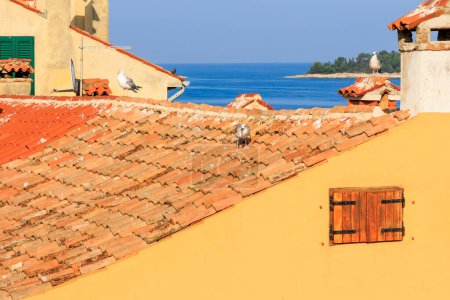 Téléchargez les photos : Seagulls sitting on the roofs of the old town of Rovinj in Croatia overlooking the sea - en image libre de droit
