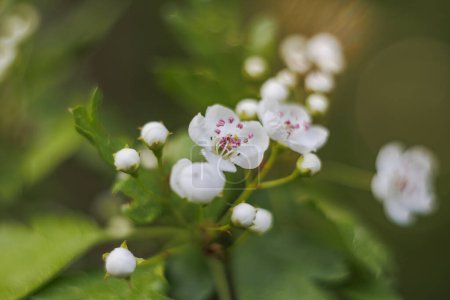 Photo for The flower of a hawthorn in close-up with shallow depth of field and soft out of focus background with bokeh - Royalty Free Image