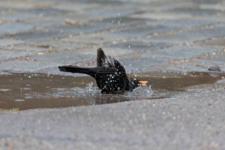 Téléchargez les photos : Un merle mâle prend un bain dans une flaque d'eau - en image libre de droit