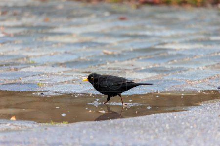 Photo for A male blackbird takes a bath in a rain puddle - Royalty Free Image