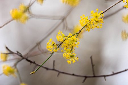 Téléchargez les photos : Branche florale avec des fleurs de cerisier de cornaline sur fond flou - en image libre de droit