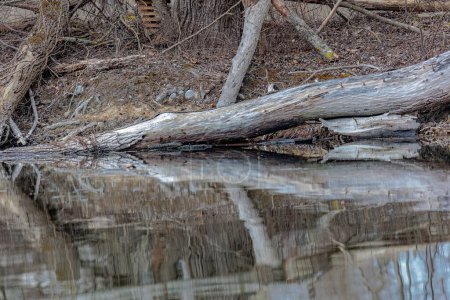 Foto de Tronco de árbol en gran medida roído y talado por castores en un curso de agua - Imagen libre de derechos