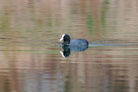 Photo for A coot swims on a reflecting water surface - Royalty Free Image