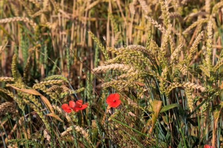 Téléchargez les photos : Coquelicots rouges sur le bord du champ de blé avec des épis de grain d'or - en image libre de droit