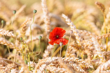 Photo for Red poppies on the edge of wheat field with golden grain ears - Royalty Free Image
