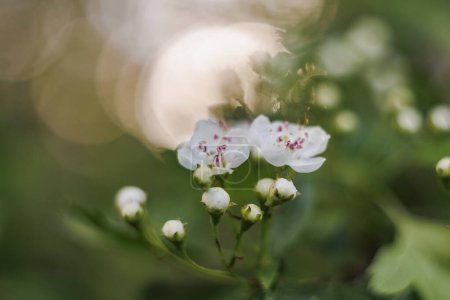 Téléchargez les photos : La fleur d'aubépine en gros plan avec une faible profondeur de champ et un fond mou et flou avec bokeh - en image libre de droit