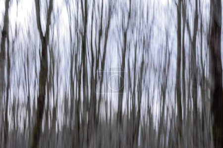 Foto de Patrón de troncos de árboles desenfocados en un bosque caducifolio con árboles caducifolios altos en una mañana de primavera en Siebenbrunn cerca de Augsburgo, Alemania - Imagen libre de derechos