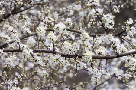 Téléchargez les photos : Fleurs d'une aubépine par un matin de printemps à Siebenbrunn près d'Augsbourg, Allemagne - en image libre de droit