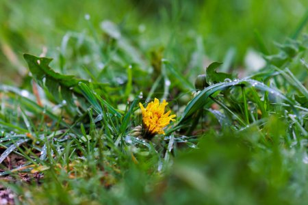 Foto de Flor de diente de león entre hierbas húmedas con gotas de rocío brillante - Imagen libre de derechos
