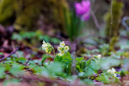 Photo for Primroses bloom in spring on the forest floor - Royalty Free Image