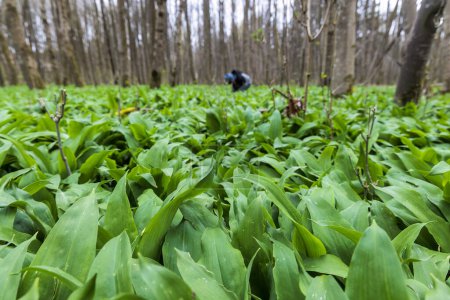 Photo for Wild garlic collector in forest in the middle of wild garlic plantation - Royalty Free Image
