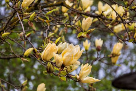 Foto de Un árbol de magnolia en flor en el centro de Ravensburg en Baden Wuerttemberg - Imagen libre de derechos