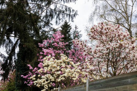 Foto de Un árbol de magnolia en flor en el centro de Ravensburg en Baden Wuerttemberg - Imagen libre de derechos