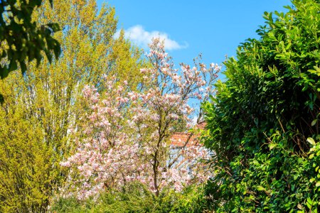 Téléchargez les photos : Un magnolia en fleurs dans le centre-ville de Ravensburg à Baden Wuerttemberg - en image libre de droit