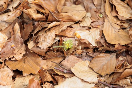 Foto de Flor de haya caída en primavera en el bosque bajo árboles sobre hojas de haya viejas del año anterior - Imagen libre de derechos