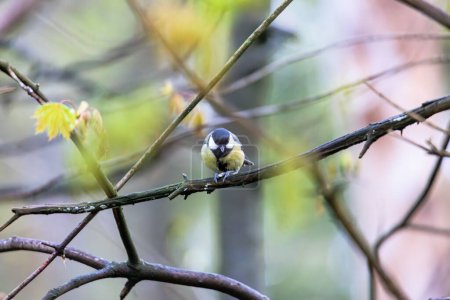 Photo for A great tit hides between the branches of a maple tree in springtime - Royalty Free Image