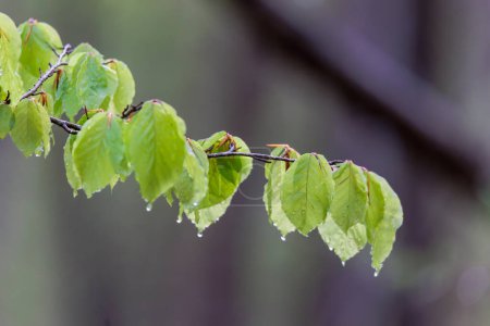 Téléchargez les photos : Feuilles de hêtre frais avec gouttes d'eau sous la pluie - en image libre de droit