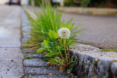 Téléchargez les photos : Une plante robuste de pissenlit fleurit et montre ses graines de pissenlit dans la fissure d'un trottoir d'une rue - en image libre de droit