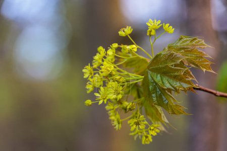 Photo for Close up of flower umbel of Norway maple in bloom - Royalty Free Image
