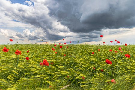 Foto de La amapola roja florece en un campo de grano inmaduro bajo un cielo nublado con atmósfera de tormenta - Imagen libre de derechos