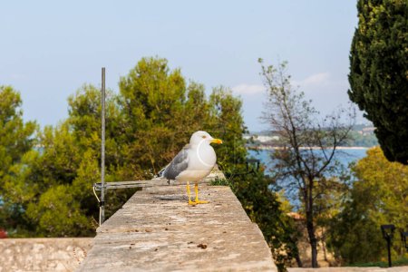 Téléchargez les photos : Une mouette méditerranéenne adulte assise sur un mur - en image libre de droit
