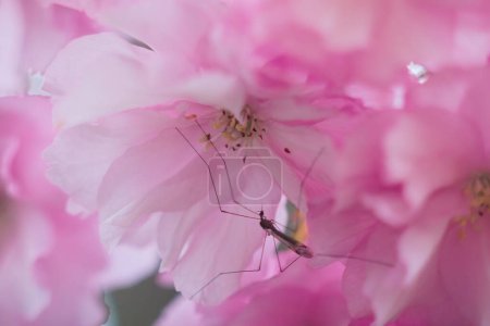 Téléchargez les photos : Gros plan de la fleur de cerisier ornementale rose avec moustique avec gouttes d'eau après la pluie - en image libre de droit