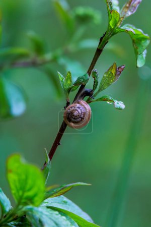 Téléchargez les photos : Un petit escargot rampe sur une branche et mange des feuilles - en image libre de droit