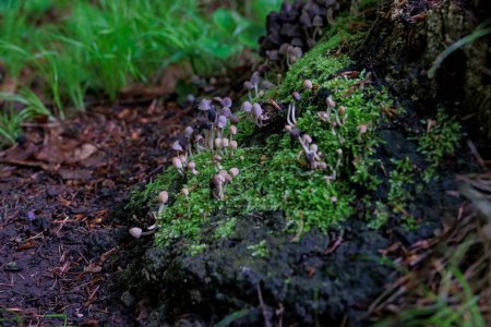 Foto de Una colonia de pequeños hongos helmintos en el musgo sobre un tronco de árbol muerto en el bosque - Imagen libre de derechos