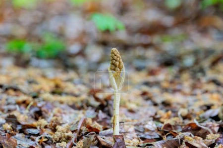 Photo for Bird's nest orchid belongs to the orchid family and is a full parasite that does not require clorophyl - Royalty Free Image
