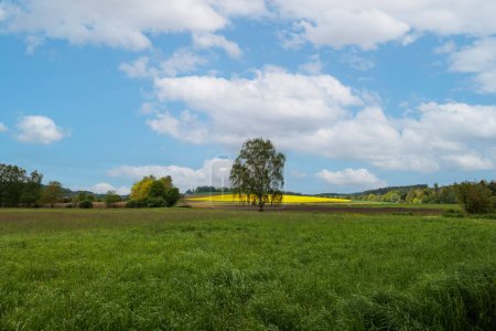Téléchargez les photos : Champ de viols à fleurs jaunes avec ciel bleu dans un paysage légèrement vallonné à Schmuttertal près d'Augsbourg - en image libre de droit