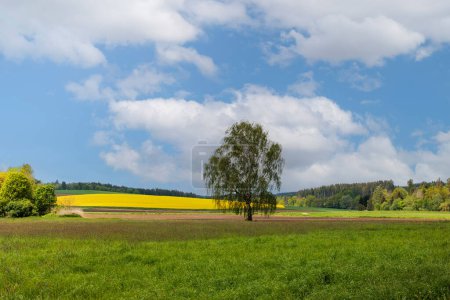 Foto de Campo de violación de floración amarilla con cielo azul en un paisaje suavemente montañoso en Schmuttertal cerca de Augsburgo - Imagen libre de derechos