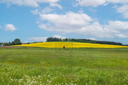 Téléchargez les photos : Bicycliste devant le champ de viols jaune à Schmuttertal près d'Augsbourg - en image libre de droit