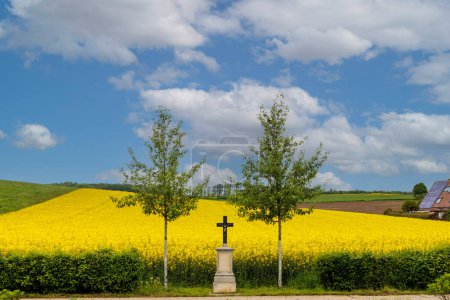 Foto de Un campo cruza entre dos árboles frente a un campo de violación de flor amarilla bajo un cielo azul en los bosques occidentales cerca de Augsburgo - Imagen libre de derechos