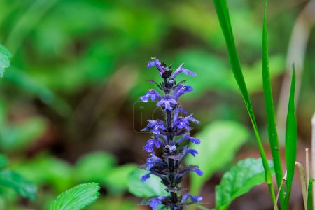 Photo for Close up of creeping bugle flowers in forest - Royalty Free Image