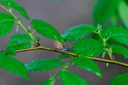 Téléchargez les photos : Un petit escargot rampe sur une branche et mange des feuilles - en image libre de droit