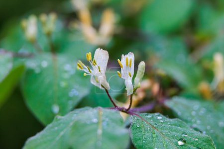 Photo for Dew damp flowers and leaves of honeysuckle in the forest - Royalty Free Image