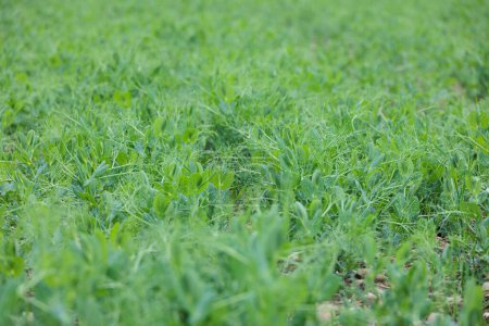 Photo for Young pea seedlings stretch their tendrils on the field of a farmer - Royalty Free Image
