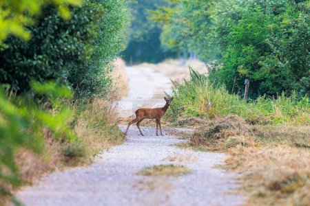 Foto de A young roebuck stands on a dirt road between bushes and looks at the camera - Imagen libre de derechos