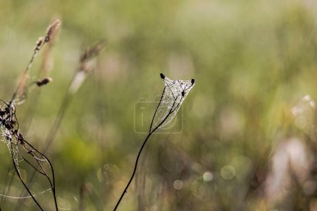 Téléchargez les photos : Dewy spider webs in the morning among the grasses in a meadow glisten in the sun - en image libre de droit