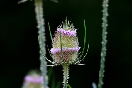 Photo for Flowering umbel of wild teasel with purple colored buds - Royalty Free Image