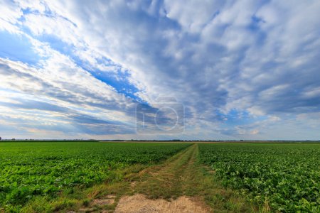 Foto de Dark clouds over ripe grain fields in agricultural environment - Imagen libre de derechos