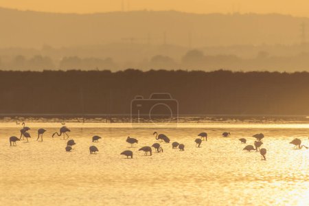 Téléchargez les photos : Un troupeau de flamants roses au coucher du soleil dans l'eau de l'Etang de Perols près de Montpellier - en image libre de droit
