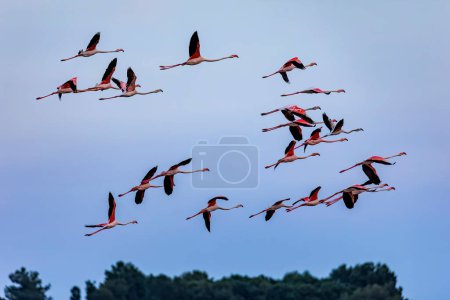 Téléchargez les photos : Un troupeau de flamants roses avec des jeunes près d'Aigues-Mortes dans la Camarque en vol au-dessus des zones humides - en image libre de droit