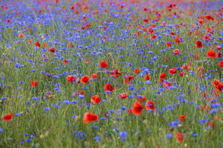 Téléchargez les photos : Une prairie de fleurs avec des coquelicots rouges et des bleuets bleus - en image libre de droit