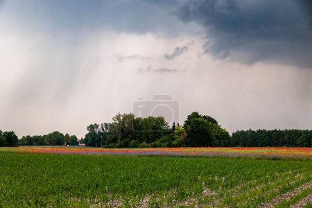Photo for A dirt road leads past colorful flower meadows with poppies and cornflowers to a forest on the horizon while dark storm clouds gather in the sky - Royalty Free Image