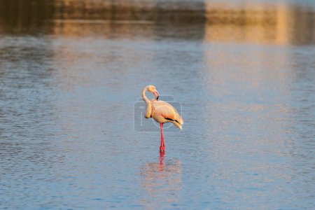 Photo for A  greater flamingo  standing in the water near Aigues-Mortes in the wetlands of Camarque - Royalty Free Image
