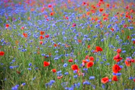 Photo for A flower meadow with red poppies and blue cornflowers - Royalty Free Image
